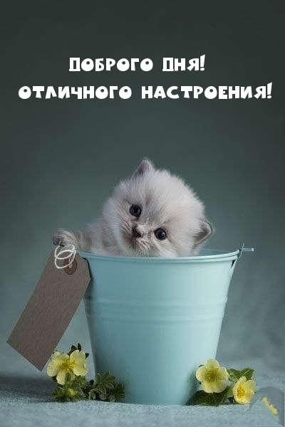 Доброго дня! Отличного настроения!