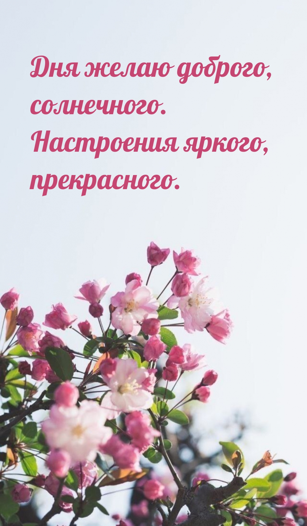 Дня желаю доброго, солнечного.