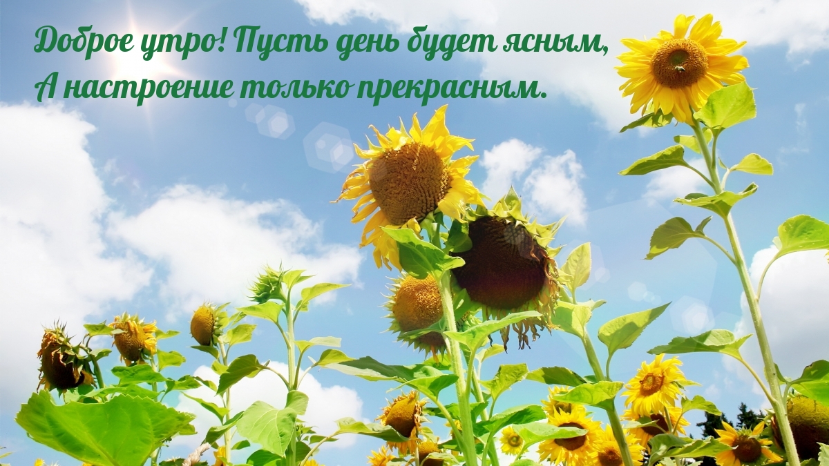 Доброе утро! Пусть день будет ясным, а настроение прекрасным.