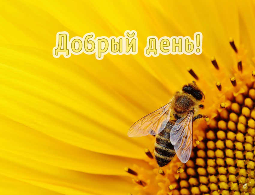 Добрый день!