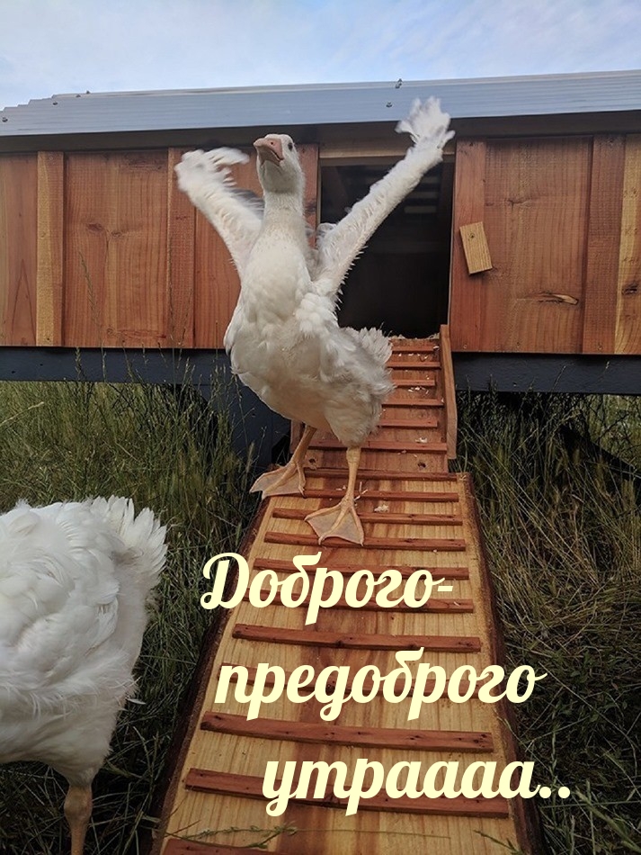 Доброго-предоброго утраааа..