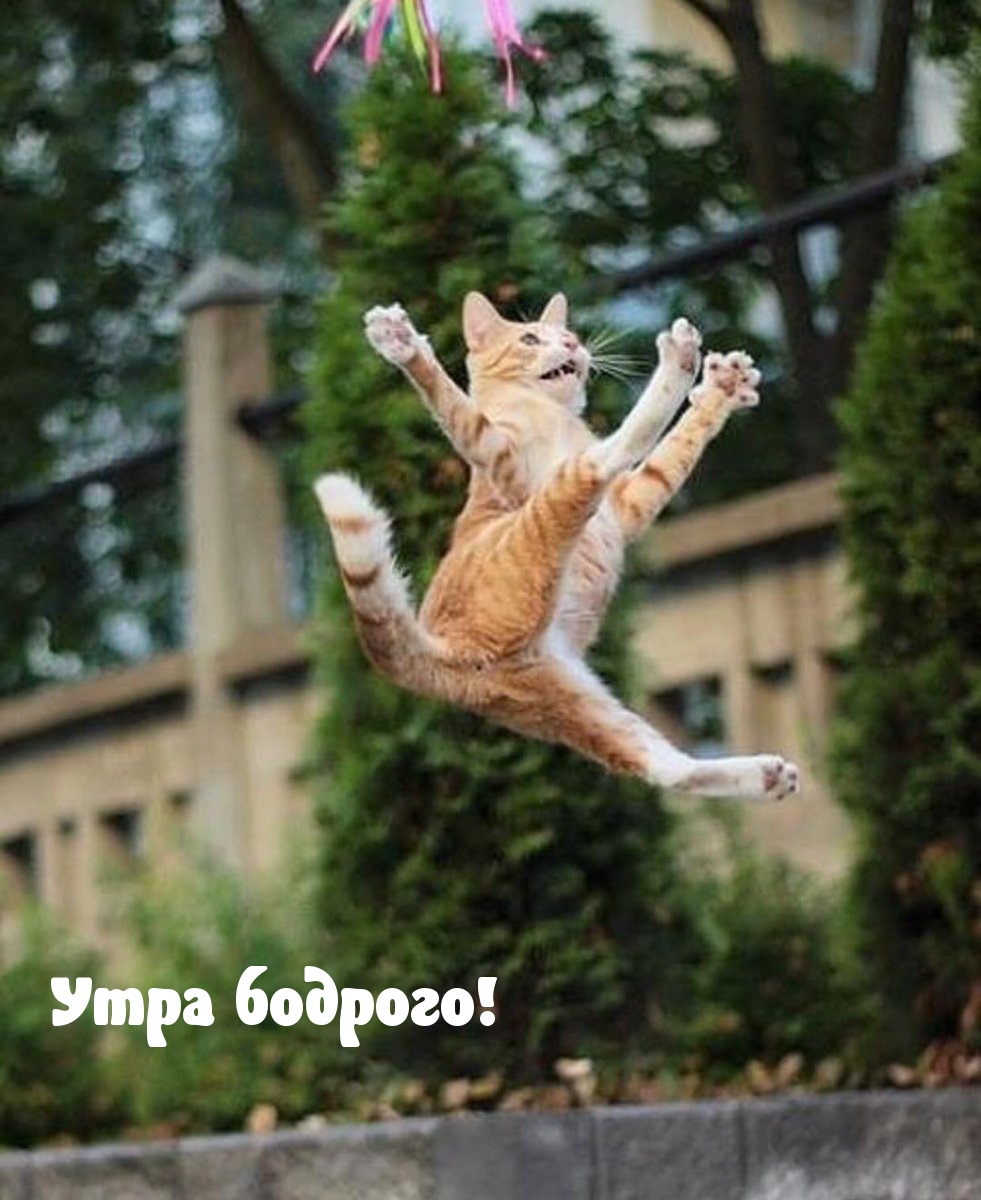 Утра бодрого!