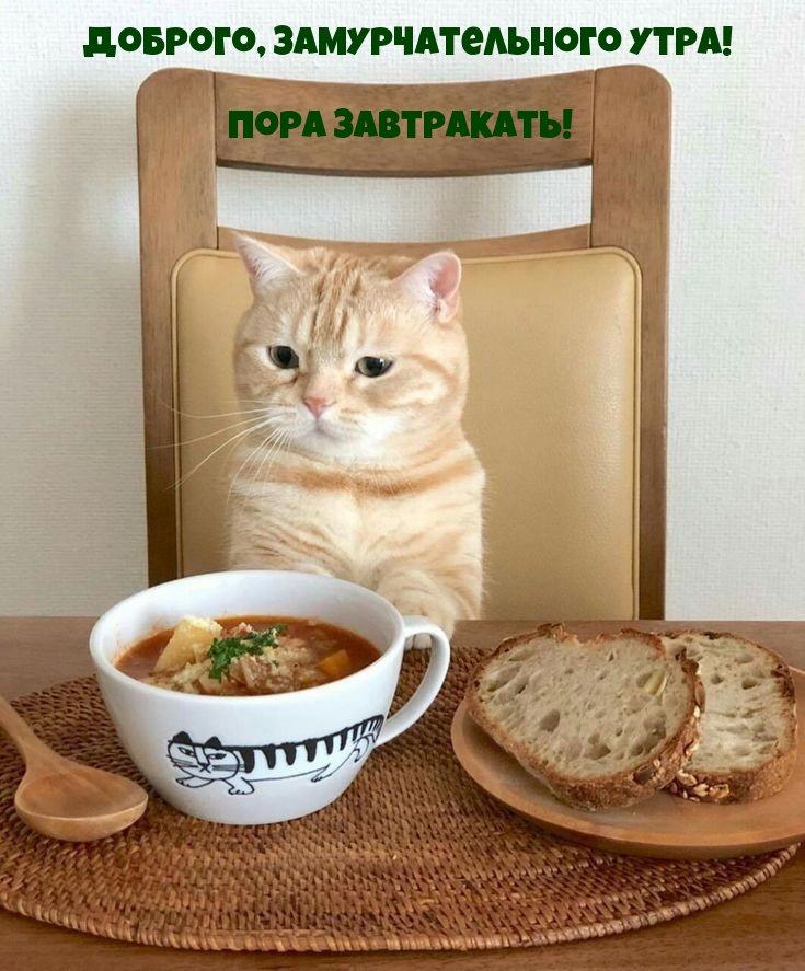 Доброго, замурчательного утра!  Пора завтракать!