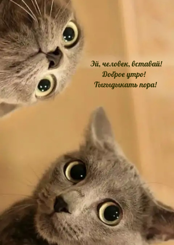 Эй, человек, вставай! Доброе утро! Тыгыдыкать пора!
