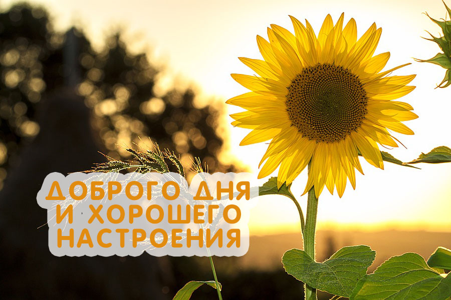 Доброго дня! Хорошего настроения!