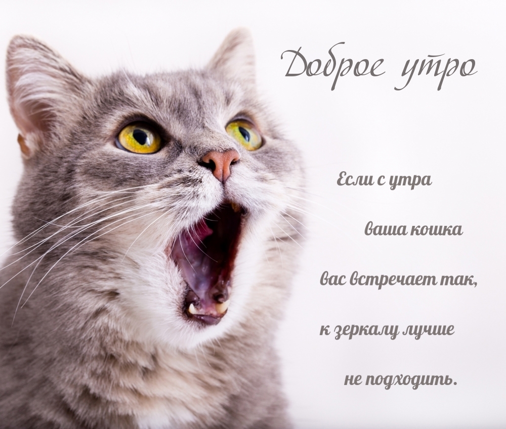 Доброе утро