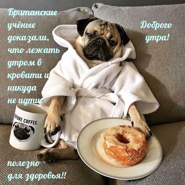 Британские учёные доказали… Доброго утра!