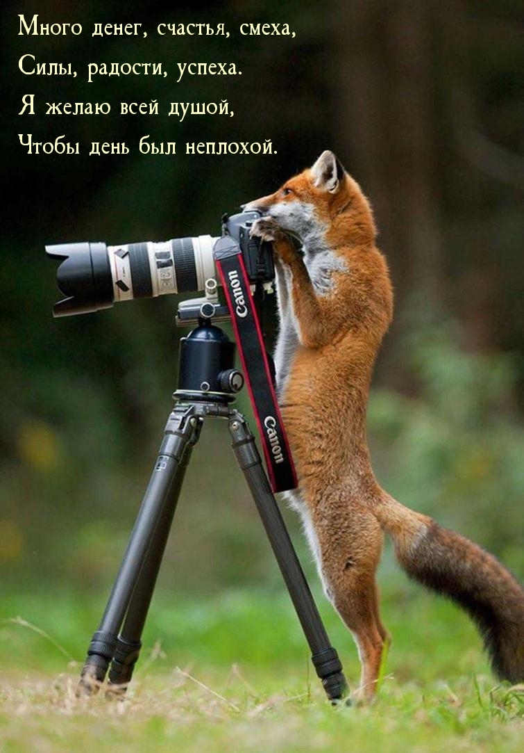 Я желаю всей душой, чтобы день был неплохой.
