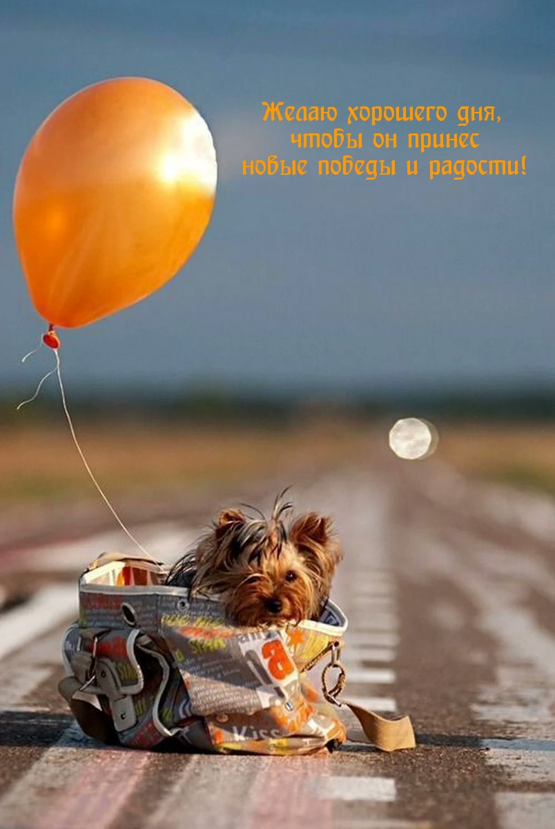 Желаю хорошего дня, чтобы он принес новые победы и радости!