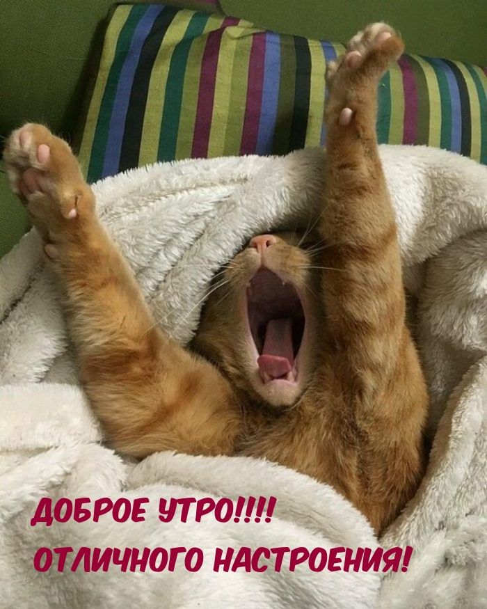 Доброе утро! Отличного настроения!