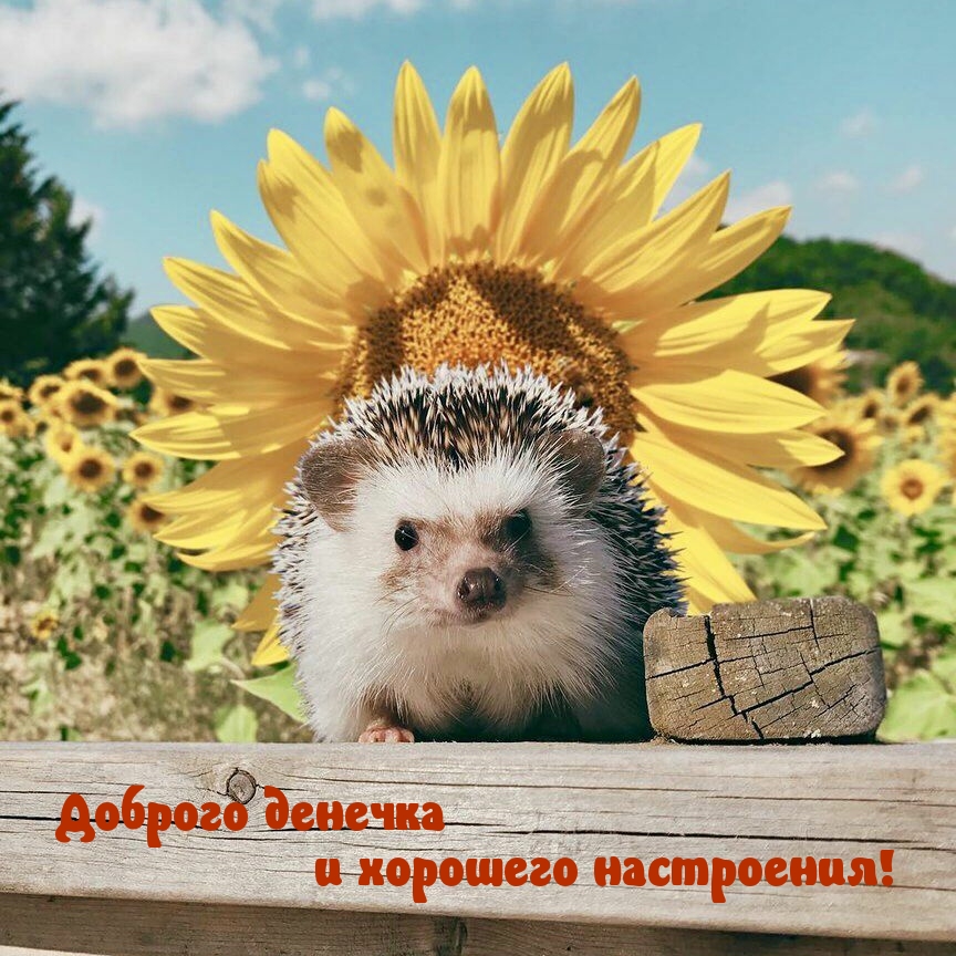 Доброго денечка и хорошего настроения!