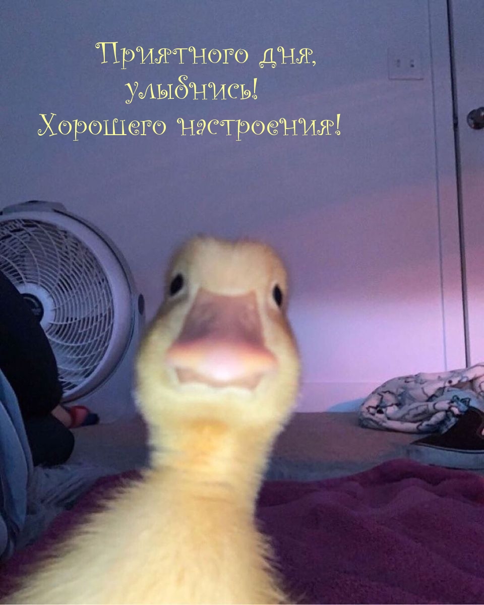 Приятного дня, улыбнись! Хорошего настроения!