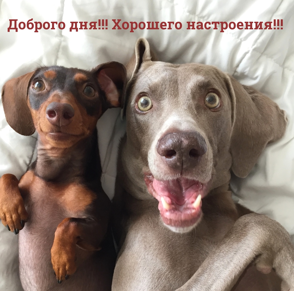 Доброго дня! Хорошего настроения!