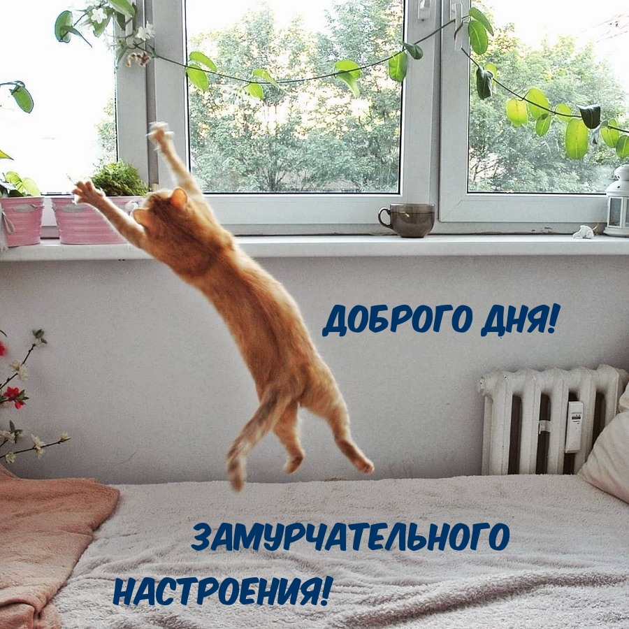 Доброго дня! Замурчательного настроения!