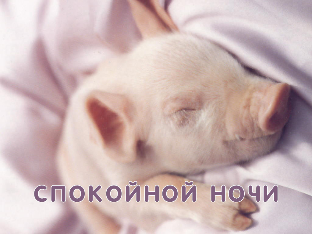 Спокойной ночи