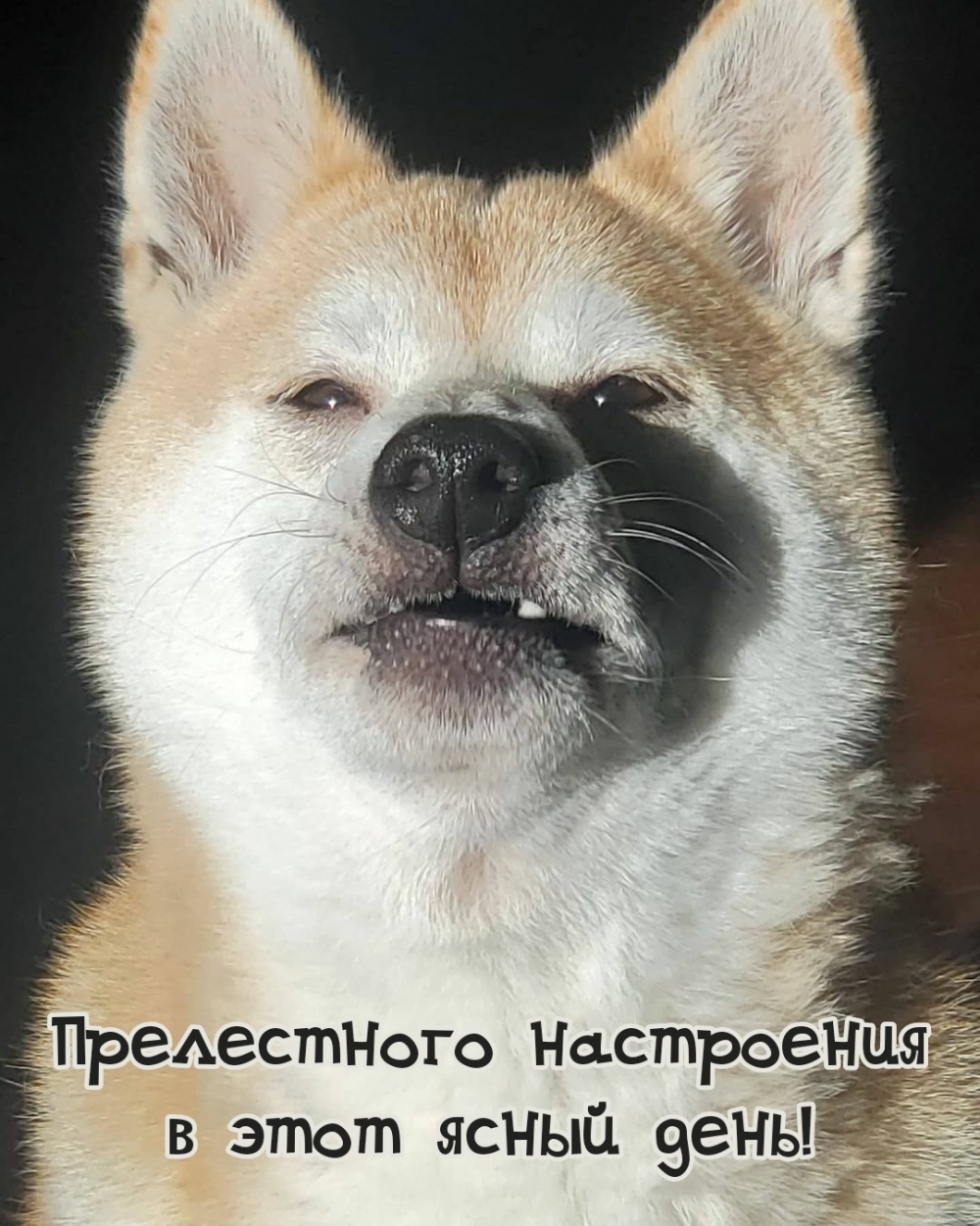 Прелестного настроения в этот ясный день!