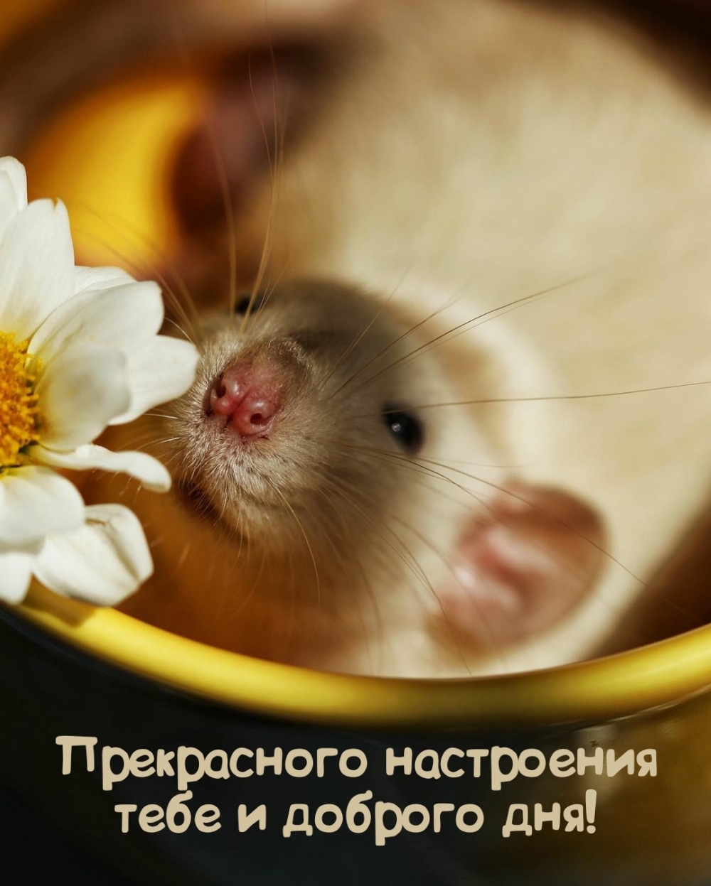 Прекрасного настроения тебе и доброго дня!