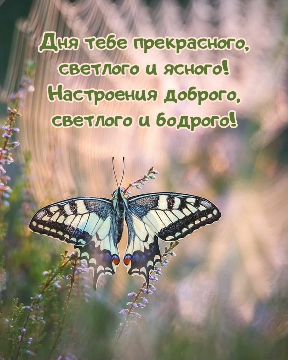 Настроения доброго, светлого и бодрого!