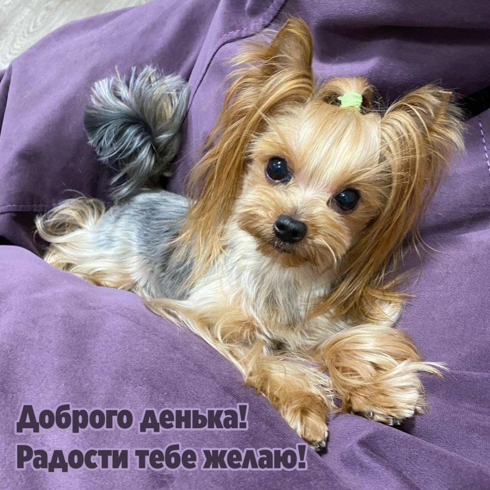 Доброго денька! Радости тебе желаю!