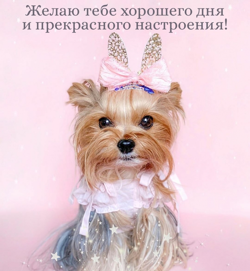 Желаю тебе хорошего дня и прекрасного настроения!