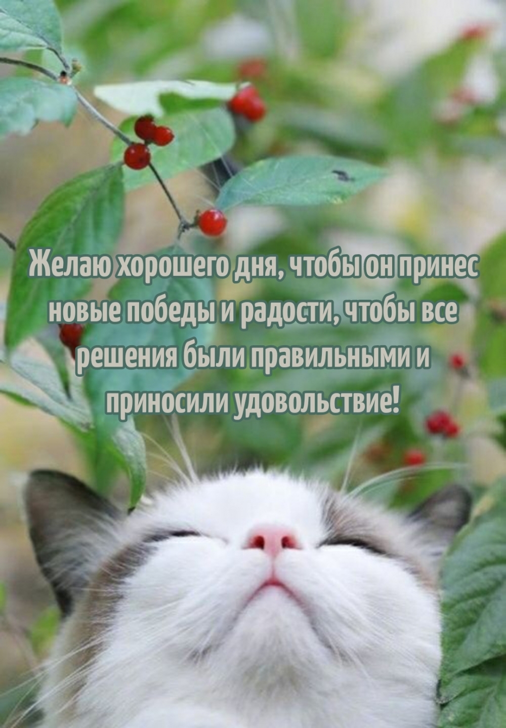 Желаю хорошего дня, чтобы он принес новые победы
