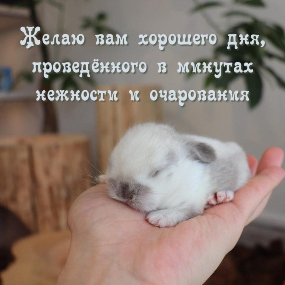 Желаю вам хорошего дня, проведённого в минутах нежности