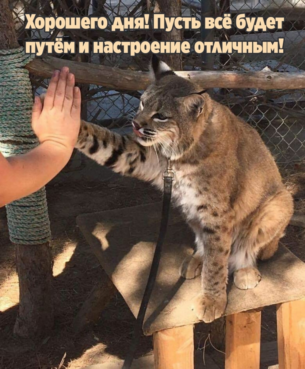 Хорошего дня! Пусть всё будет путём и настроение отличным!
