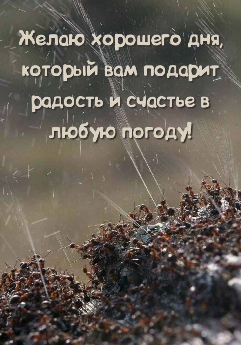 Желаю хорошего дня, который вам подарит радость