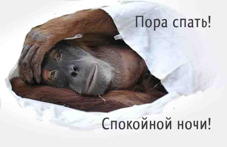 Пора спать! Спокойной ночи!