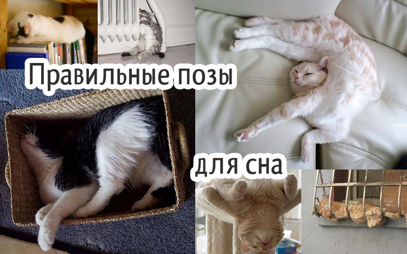 Правильные позы для сна
