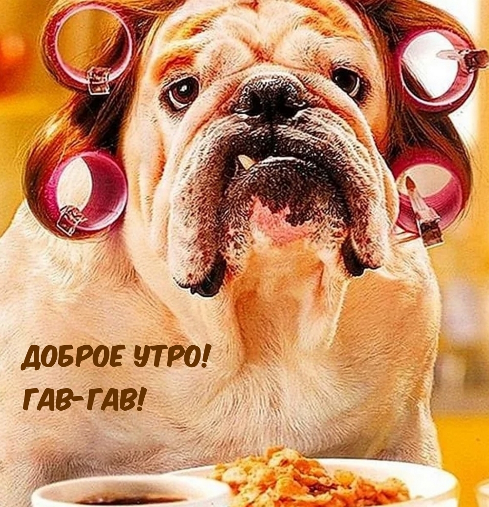 Доброе утро! Гав-гав!