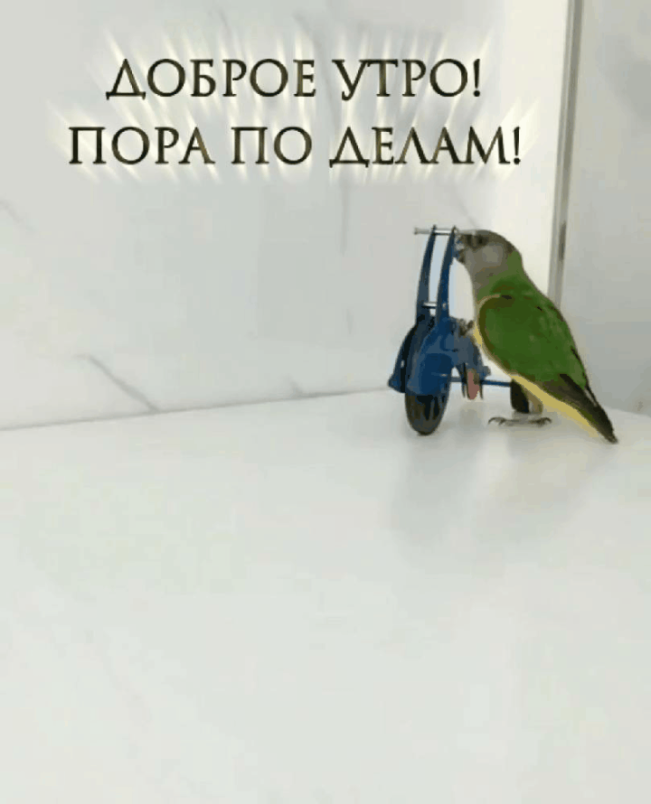 Доброе утро! Пора по делам!