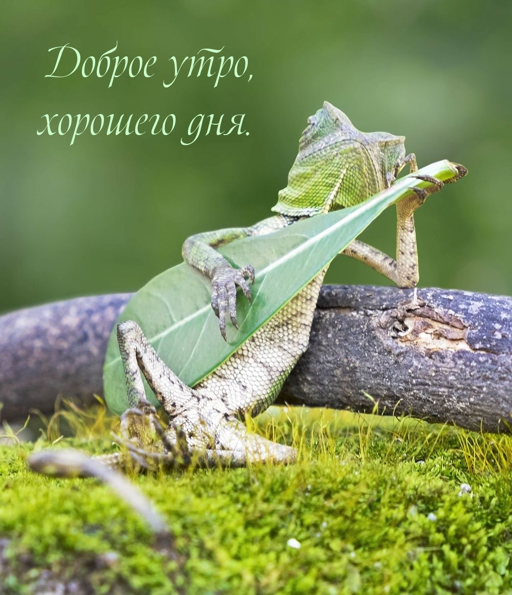 Доброе утро, хорошего дня.