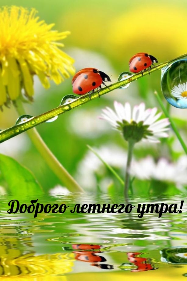 Доброго летнего утра!