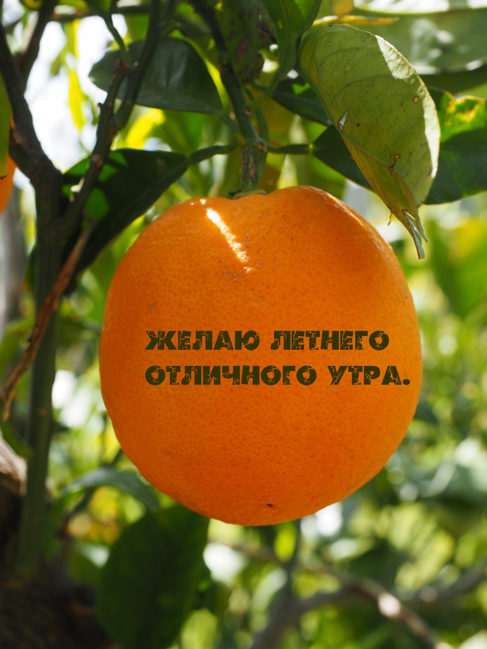 Желаю летнего отличного утра.