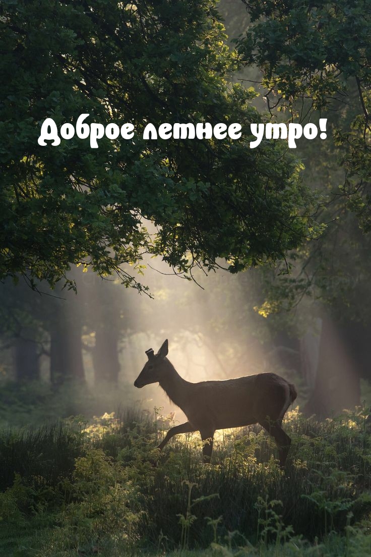 Доброе летнее утро!