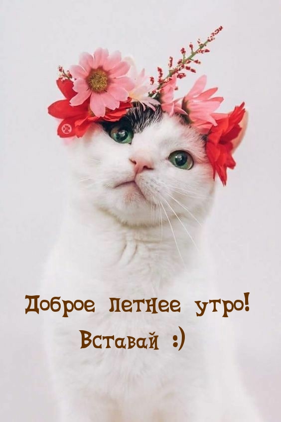 Доброе летнее утро! Вставай :)