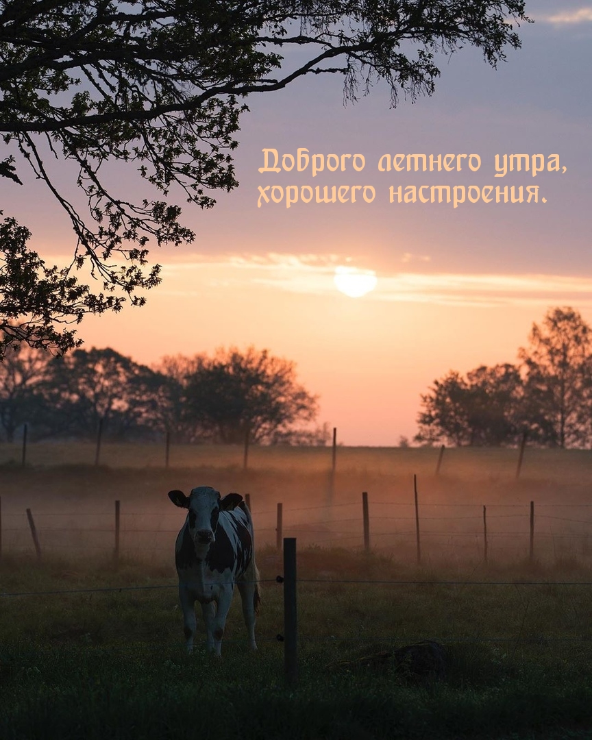 Доброго летнего утра, хорошего настроения.