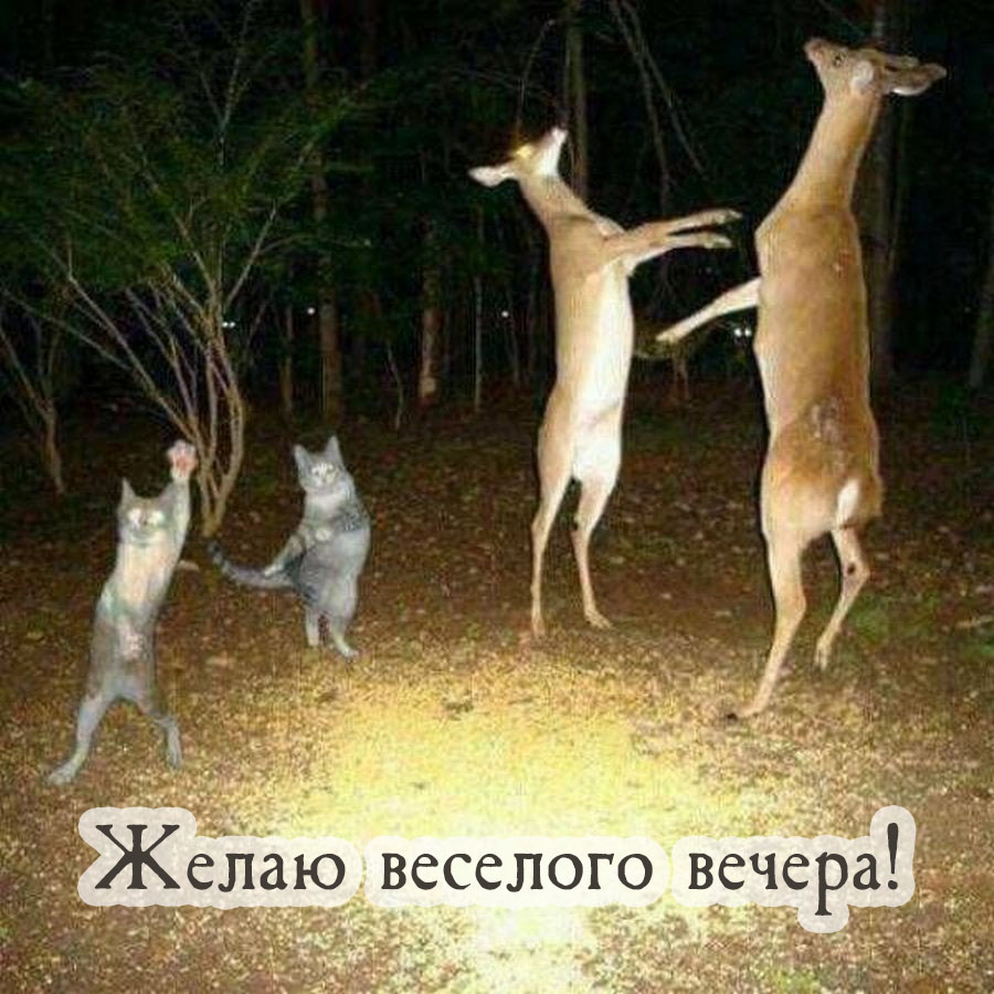 Желаю веселого вечера!