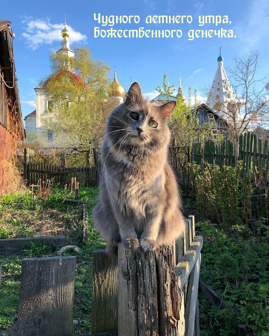 Чудного летнего утра, божественного денечка.
