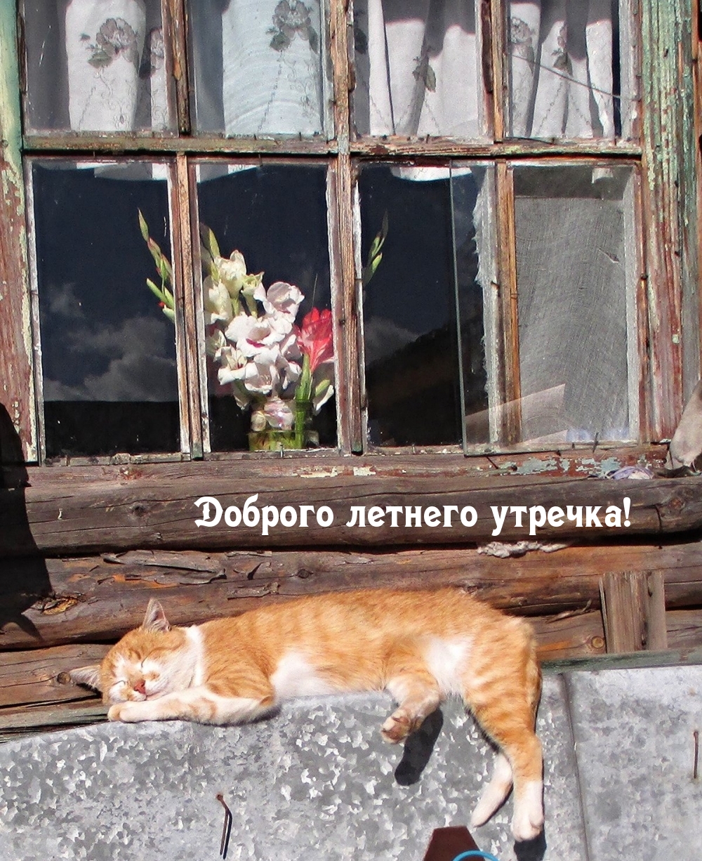 Доброго летнего утречка!