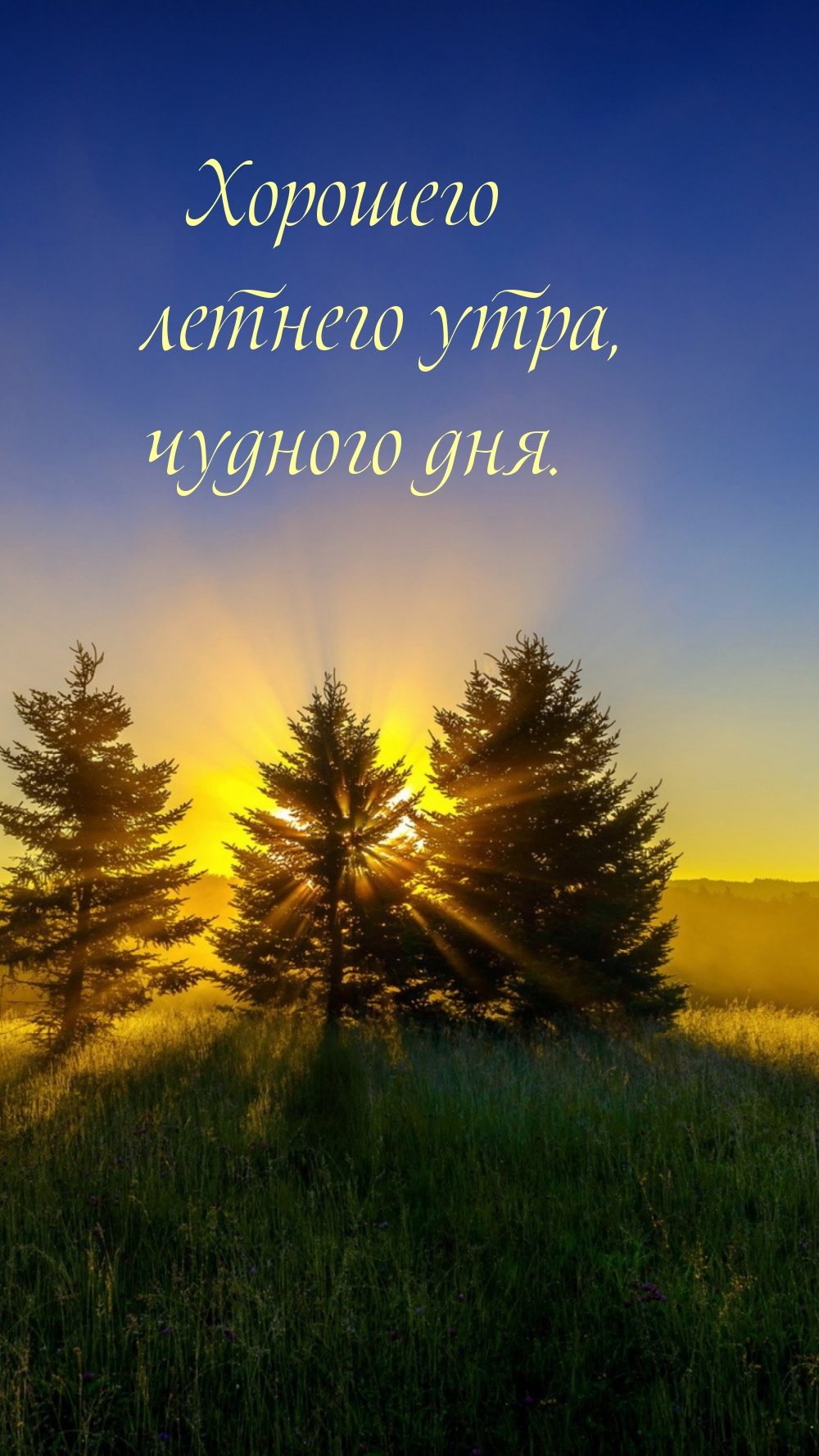 Хорошего летнего утра, чудного дня.