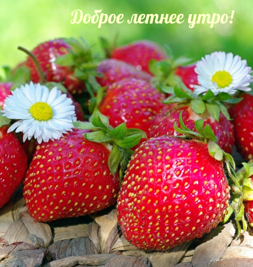 Доброе летнее утро!