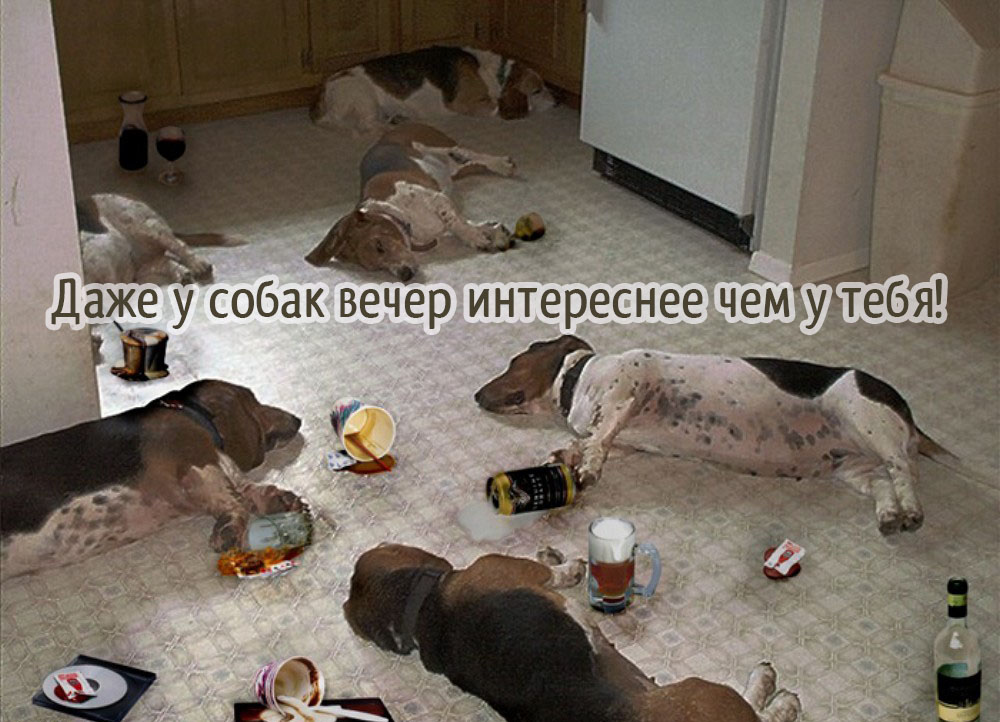 Даже уэтих собак вечер интереснее чем у тебя