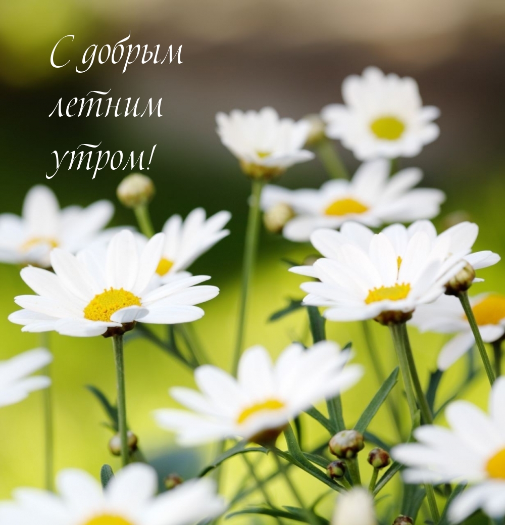 С добрым летним утром!