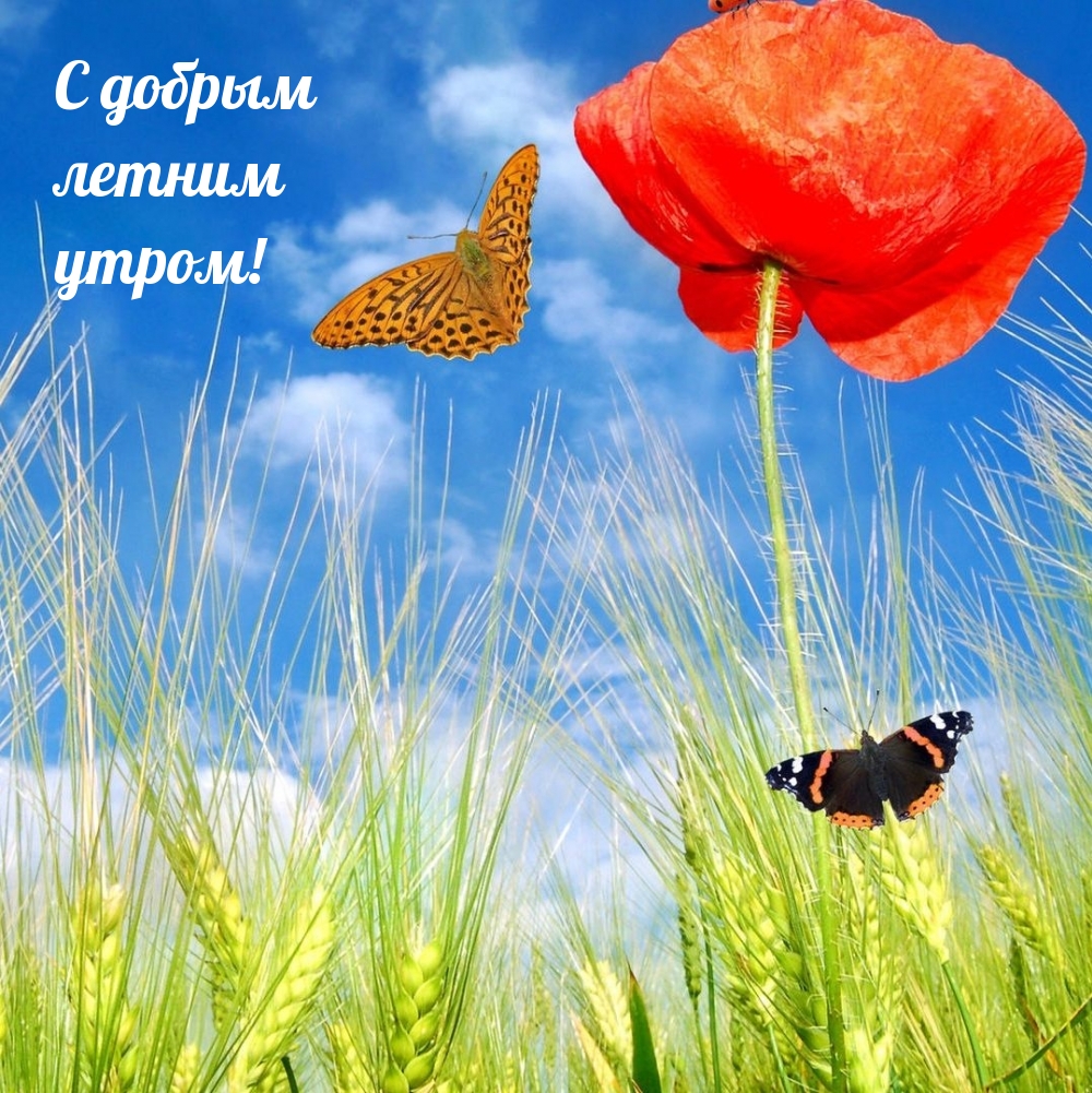С добрым летним утром!