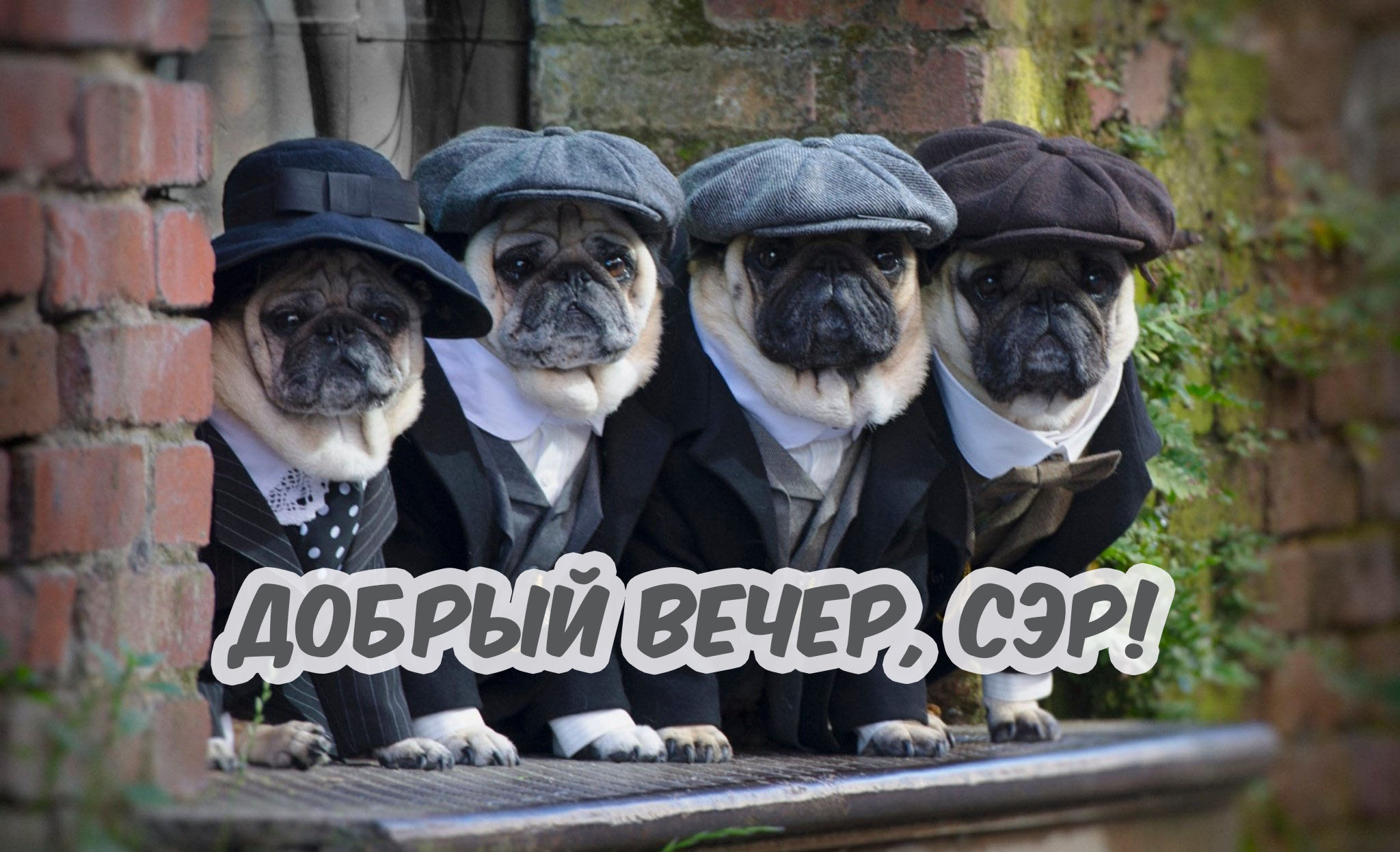 Добрый вечер, сэр!