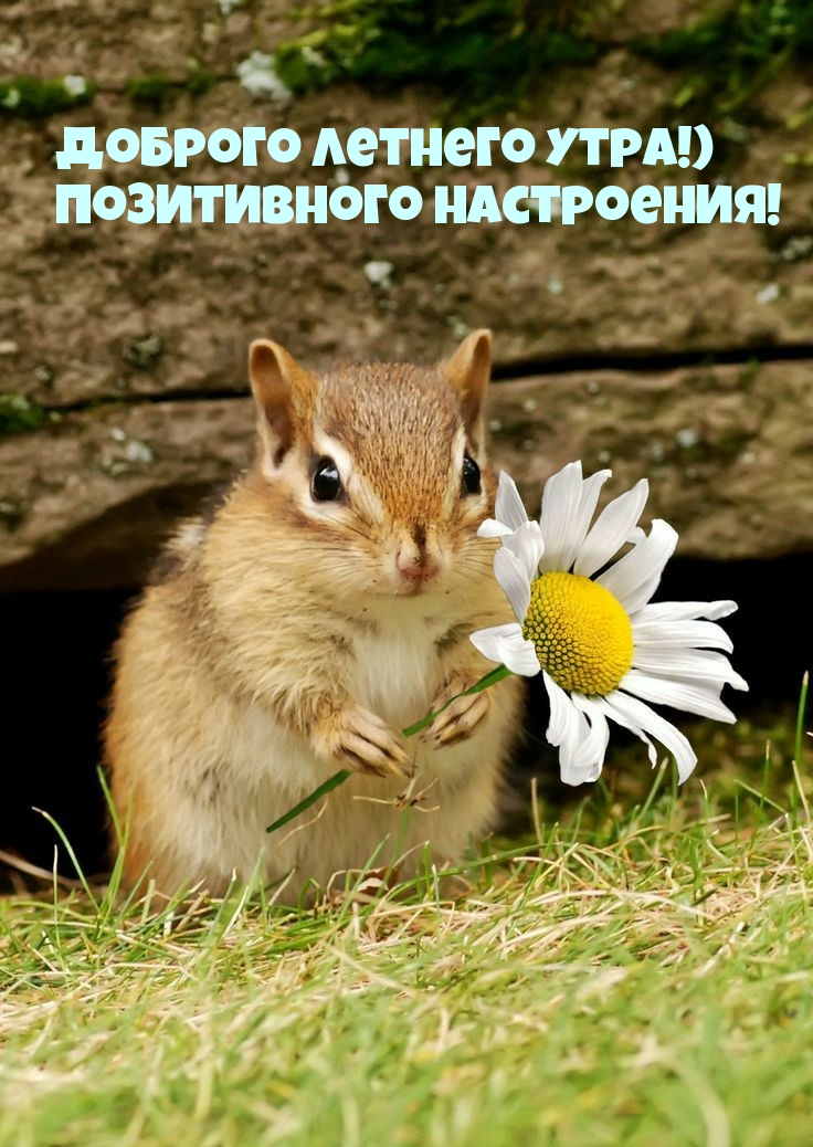 Доброго летнего утра!) Позитивного настроения!