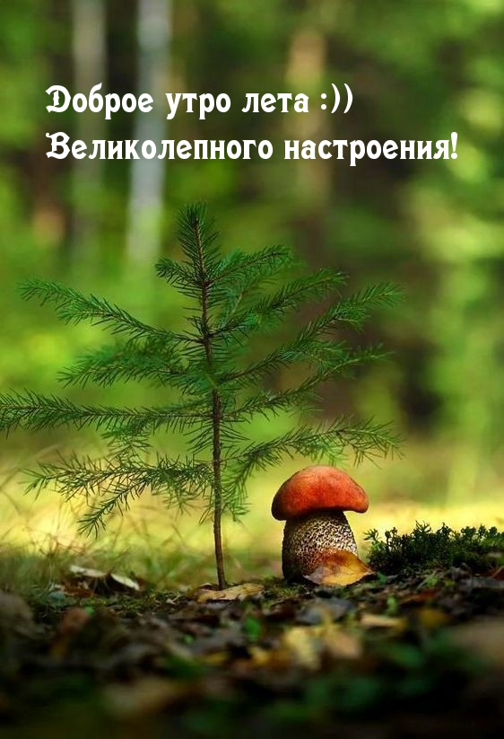 Доброе утро лета :)) Великолепного настроения!