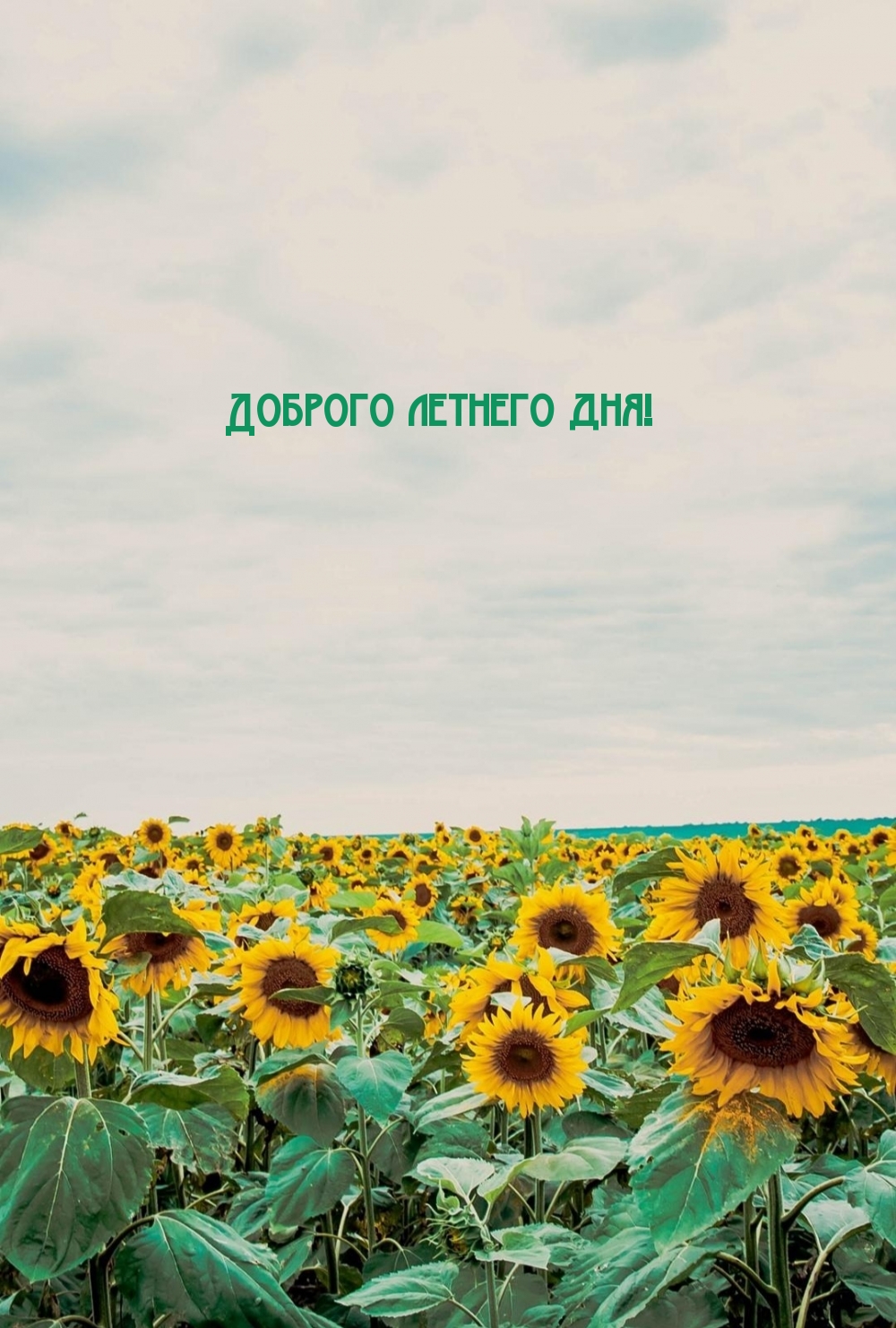 Доброго летнего дня!